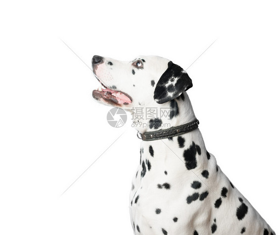 达尔马提亚狗的轮廓上有黑白斑点远离相机并等待命令戴着皮衣领的白色背景图片