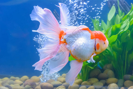 鱼菜,水里的金鱼柜子里背景