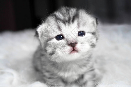美丽的小猫肖像可爱的悲伤图片