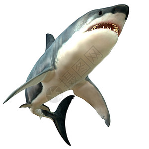 大白鲨是海洋中最大的掠食鱼类图片