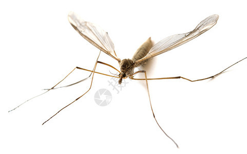 白色上孤立的蚊子图片