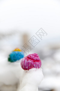 雪地里的蜗牛壳颜色图片