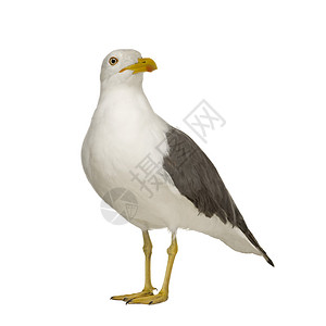 HerringGullLarusArgentatus3年在图片