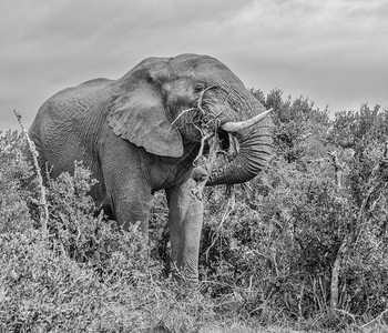 南非东开普的非洲大象食图片