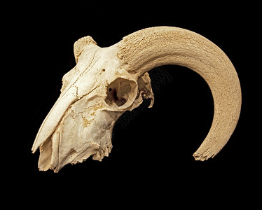 MouflonOvisorientalis的头骨图片