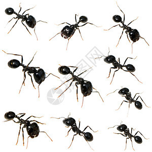 在不同位置的白色背景前收集10个黑色蚂蚁图片