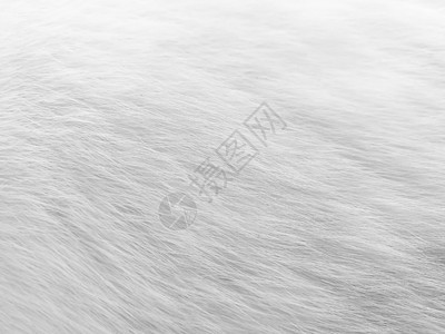 黑白风格的脏白猫毛灰度单色图片