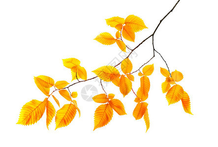 秋天的树枝橙色的叶子被白色隔离图片
