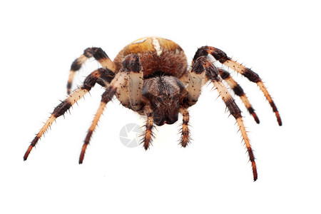 白色背景上的蜘蛛阿兰乌斯Diad图片