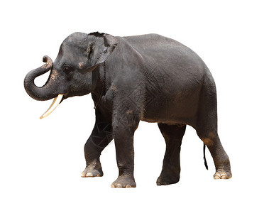 孤立的亚洲泰国大象图片