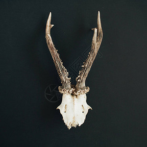 ps素材山羊图片