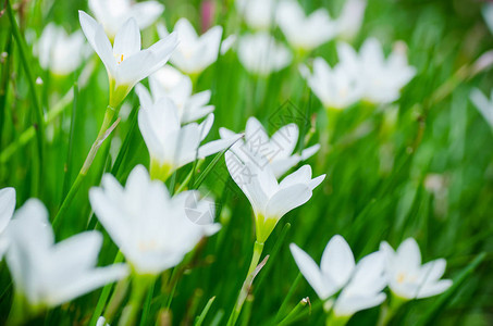 花园里的白雨百合花开图片