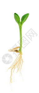 从种子中生长的南瓜植物图片