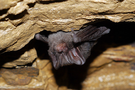 捷克喀斯特洞穴中的蝙蝠图片