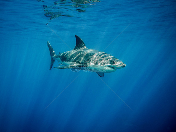 在蓝色太平洋中大白鲨在照射下游泳位于墨西哥瓜达卢佩岛图片