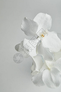 白色兰花的近视白兰图片