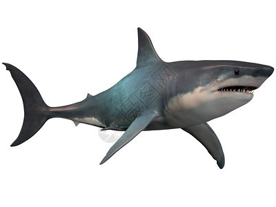 巨龙是一种灭绝的巨齿鲨鱼它存在于史前时代从奥利戈森到白鲸图片