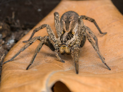 SpiderHognaradiata和她的蛋袋图片