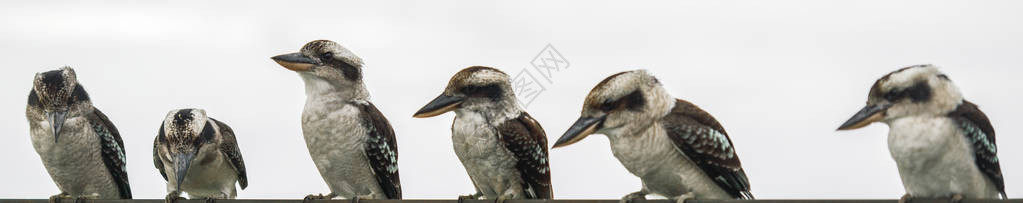 澳大利亚Kookaburras白天在昆图片