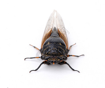 Cicada孤立图片