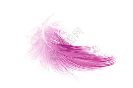 白色背景上的粉红色羽毛图片