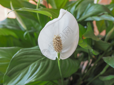 白色野生马蹄莲又名沼泽阿鲁姆沼泽马蹄莲或水阿鲁姆花图片