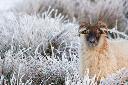 寒冬风景中的羊图片