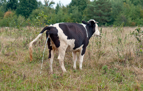 牛在牧场上小便图片