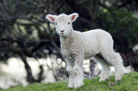 Perendale绵羊羔它是由梅西农业学院图片