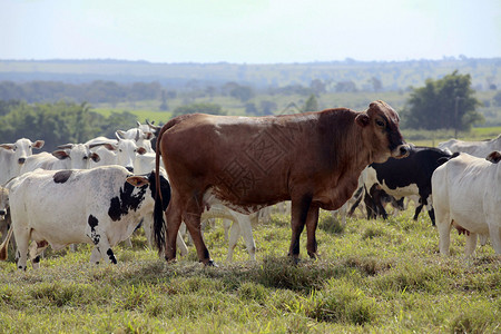 牧草中的牲畜在布背景图片