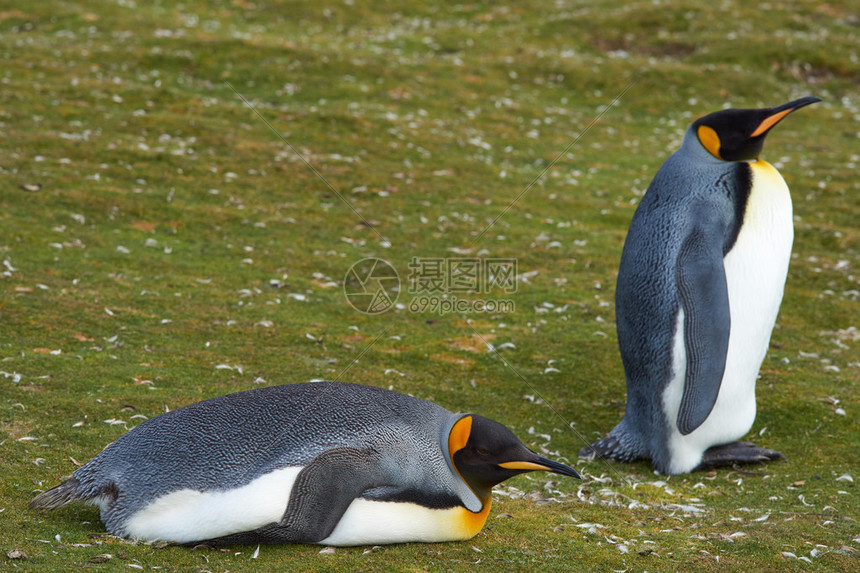 企鹅直播携手顶级赛事开启高清流畅直播新时代