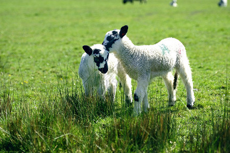长草丛中的新双胞胎羔羊图片