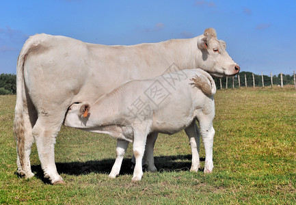 小牛在草地上哺乳夏洛来牛图片