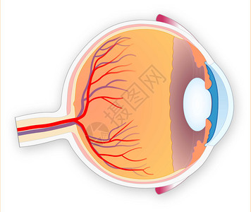 高质量详细的眼睛结构图片