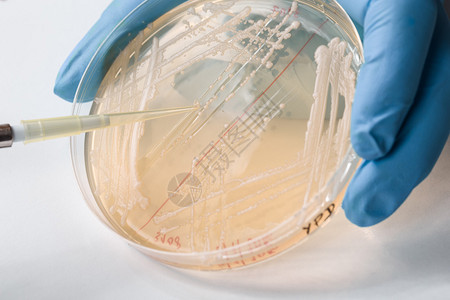 由可见的蓝色手套科学家进行酵母接种的详背景图片