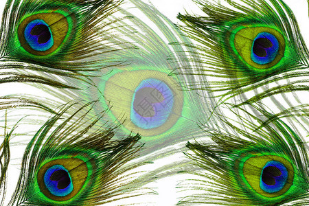 孔雀羽毛眼的细节被白色隔离图片