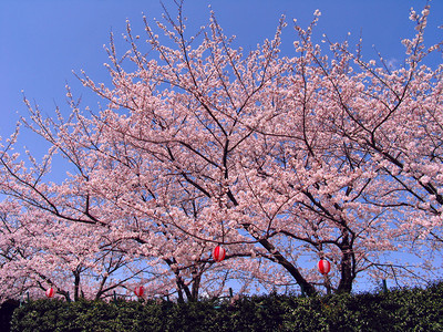 樱花树在春天开花图片