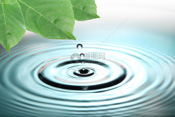 聚焦图片绿叶和蓝色水滴图片