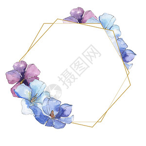 蓝紫色亚麻花卉植物花孤立的野生春叶野花水彩背景插图集水彩画水彩画孤立框架图片