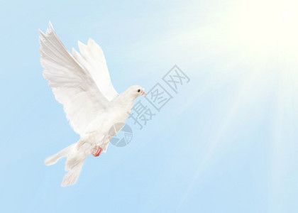 鸽子与太阳在蓝天飞翔的照片图片