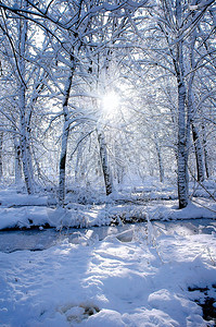 冬天的树林和阳光透过树林图片