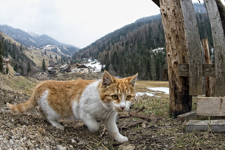 草背景中的猫狩猎图片