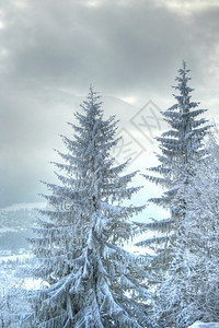 山上积雪的枞树图片