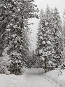 白雪覆盖的枞树冬天的风景令人惊叹的雪景图片