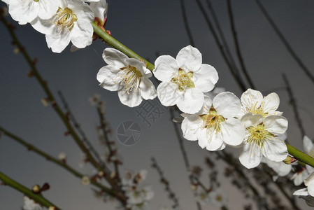 杏树的花朵图片