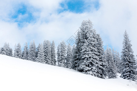 山坡上的冬季森林图片