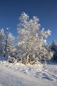 美丽的冬季景观与雪蜷缩的树木图片
