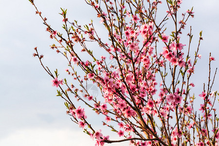 春晚有灰色天空背景的桃树枝上图片