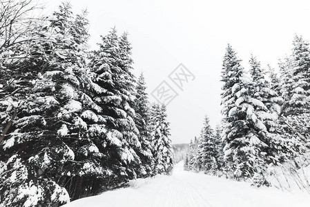 喀尔巴阡山脉白雪覆盖的松树图片