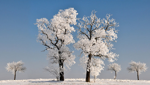 乡村风景美丽的冬季景观与树木背景